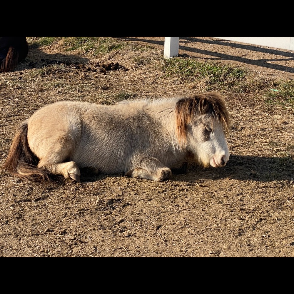 Meet your Posher, Amy